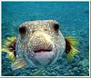 Click image for larger version

Name:	puffer%20fish.jpg
Views:	96
Size:	91.7 KB
ID:	746