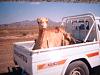 Click image for larger version

Name:	camel in van 001.jpg
Views:	119
Size:	81.2 KB
ID:	1407